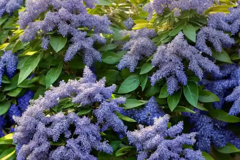 Californian lilac ‘eldorado’ (ceanothus ‘el dorado’) — photo 3
