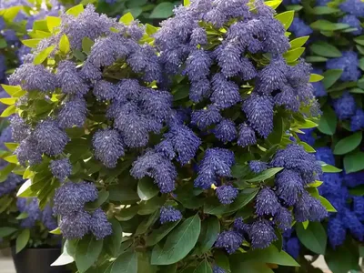 Californian Lilac ‘eldorado’ (Ceanothus ‘el Dorado’)