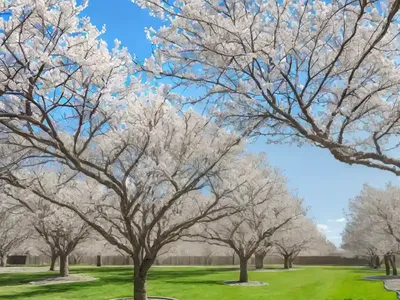 Callery Pear (Pyrus Calleryana)