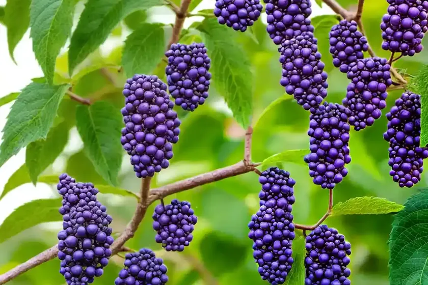 Callicarpa americana (american beautyberry) — photo 2