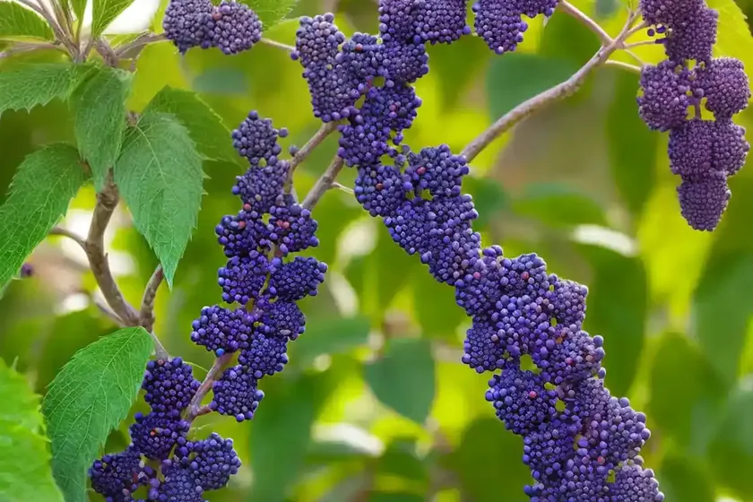 Callicarpa americana (american beautyberry) — photo 3