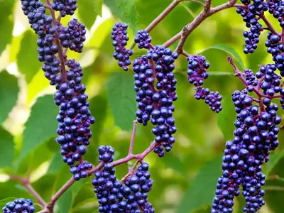 Callicarpa Americana (American Beautyberry)