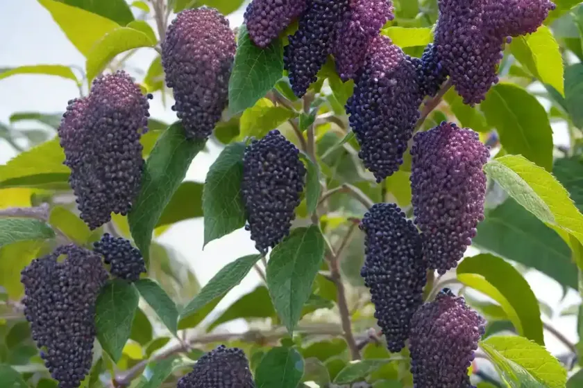 Callicarpa bodinieri var. giraldii ‘profusion’ (beautyberry) — photo 2
