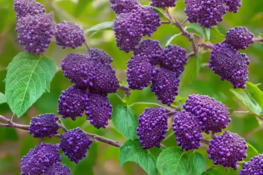 Callicarpa bodinieri var. giraldii ‘profusion’ (beautyberry) — photo 3