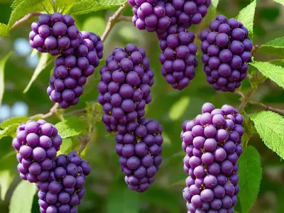 Callicarpa Bodinieri Var. Giraldii ‘Profusion’ (Beautyberry)