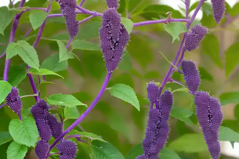Callicarpa dichotoma ‘early amethyst’ (purple beautyberry) — photo 2
