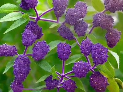 Callicarpa Dichotoma ‘Early Amethyst’ (Purple Beautyberry)