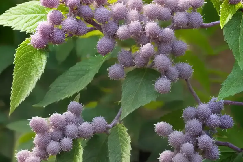 Callicarpa dichotoma f. albifructa (white beautyberry) — photo 2