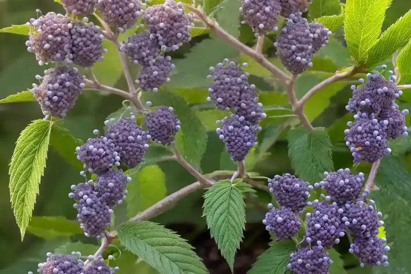Callicarpa dichotoma f. albifructa (white beautyberry) — photo 3