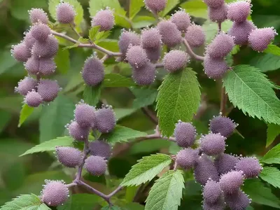 Callicarpa Dichotoma F. Albifructa (White Beautyberry)