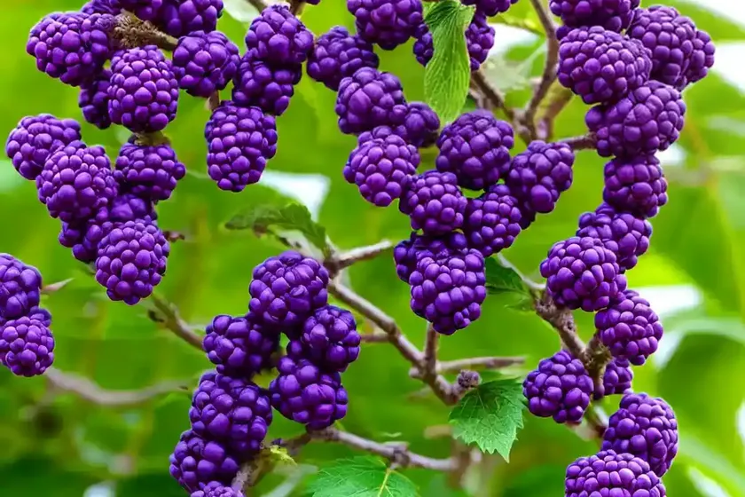 Callicarpa dichotoma ‘issai’ (purple beautyberry) — photo 2