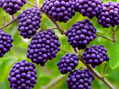 Callicarpa Dichotoma (Purple Beautyberry)