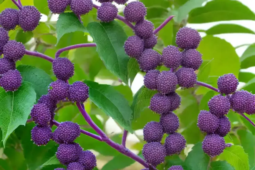 Callicarpa japonica (japanese beautyberry) — photo 2