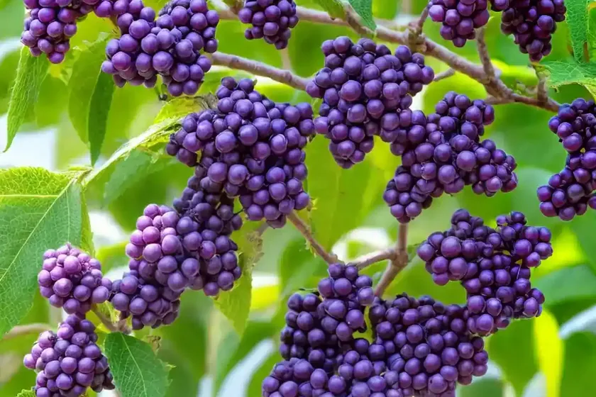Callicarpa japonica (japanese beautyberry) — photo 3