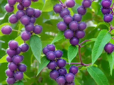 Callicarpa Japonica (Japanese Beautyberry)