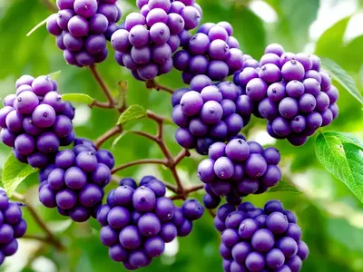 Callicarpa Pearl Glam� (Beautyberry)