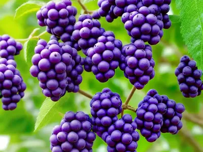 Callicarpa Purple Pearls� (Beautyberry)