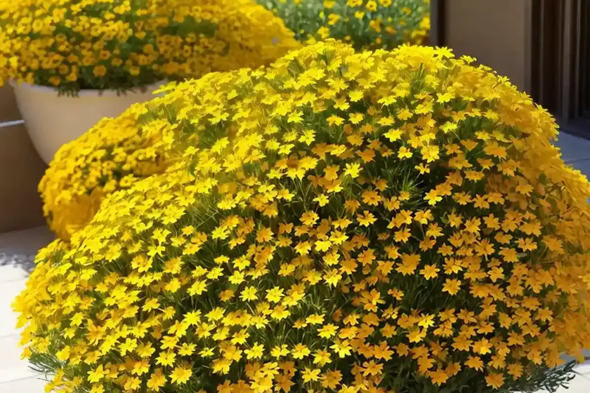 Calliopsis (coreopsis tinctoria) — photo 2