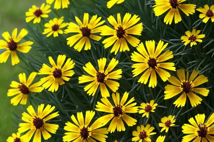 Calliopsis (coreopsis tinctoria) — photo 3