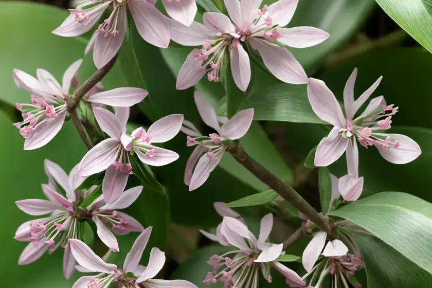 Callisia fragrans (callisia fragrans) — photo 2