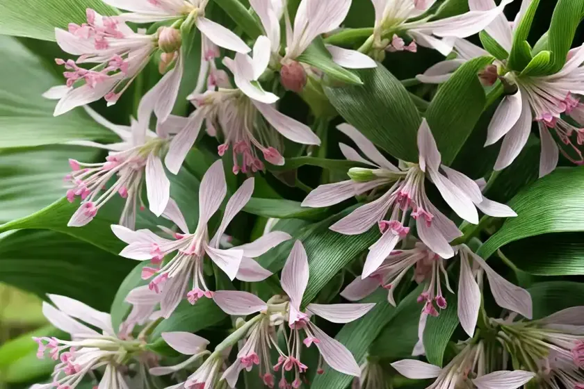 Callisia fragrans (callisia fragrans) — photo 3