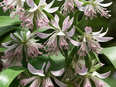 Callisia Fragrans (Callisia Fragrans)