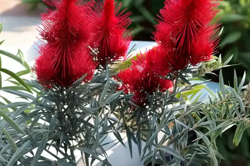 Callistemon rigidus (stiff bottlebrush) — photo 2