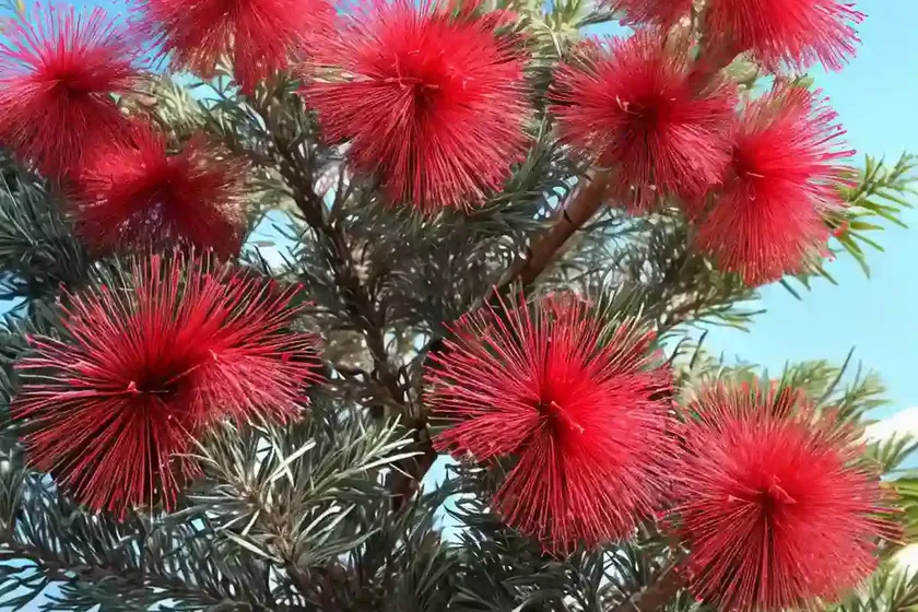 Callistemon rigidus (stiff bottlebrush) — photo 3