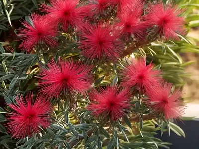 Callistemon Rigidus (Stiff Bottlebrush)