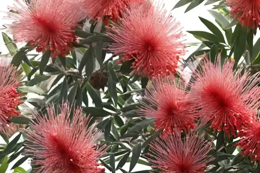 Callistemon Salignus (White Bottlebrush) — photo 2