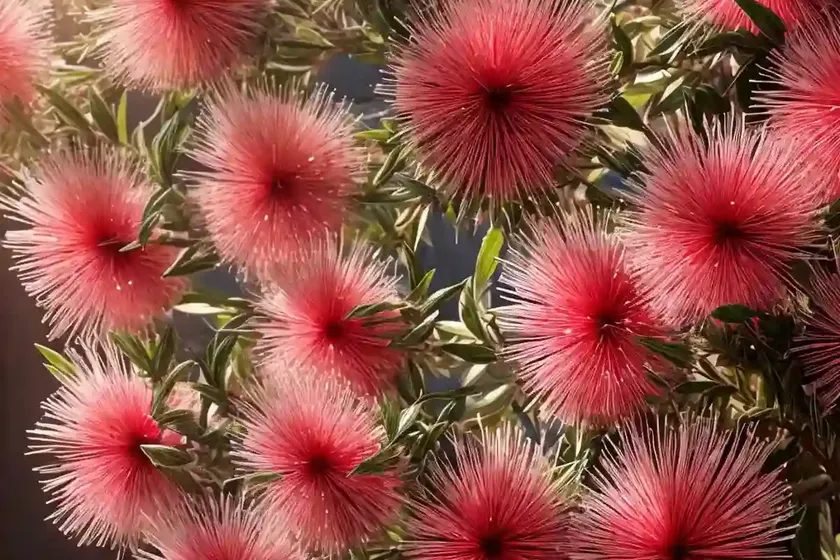 Callistemon Salignus (White Bottlebrush) — photo 3