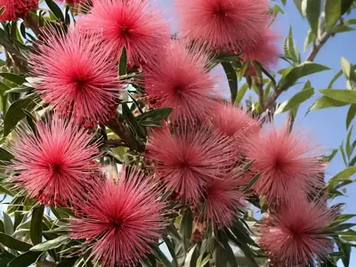 Callistemon Salignus (White Bottlebrush)