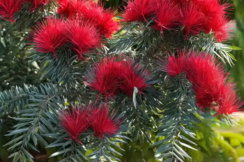 Callistemon Viminalis ‘Captain Cook’ (Bottlebrush) — photo 2