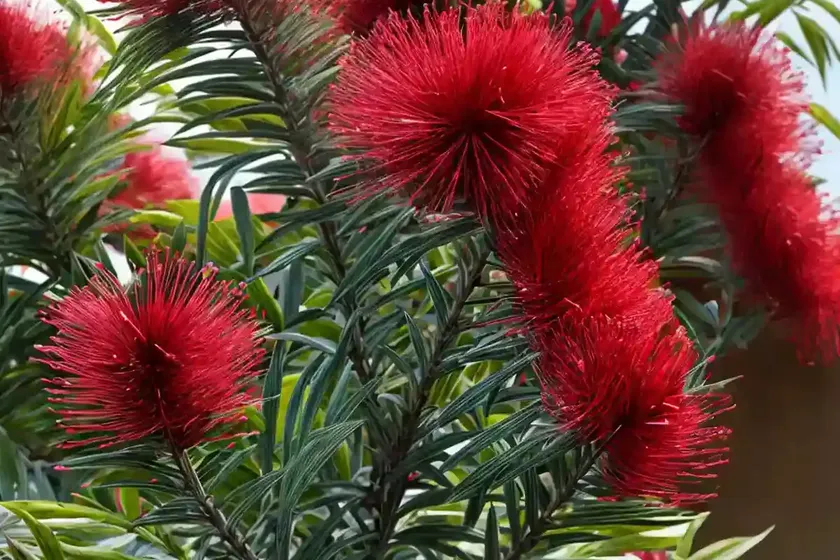 Callistemon Viminalis ‘Captain Cook’ (Bottlebrush) — photo 3