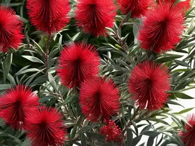 Callistemon Viminalis ‘Captain Cook’ (Bottlebrush)