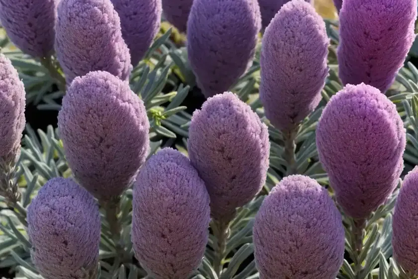 Calluna vulgaris ‘aphrodite’ (heather) — photo 2