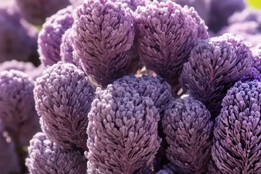 Calluna vulgaris ‘dark beauty’ (heather) — photo 2