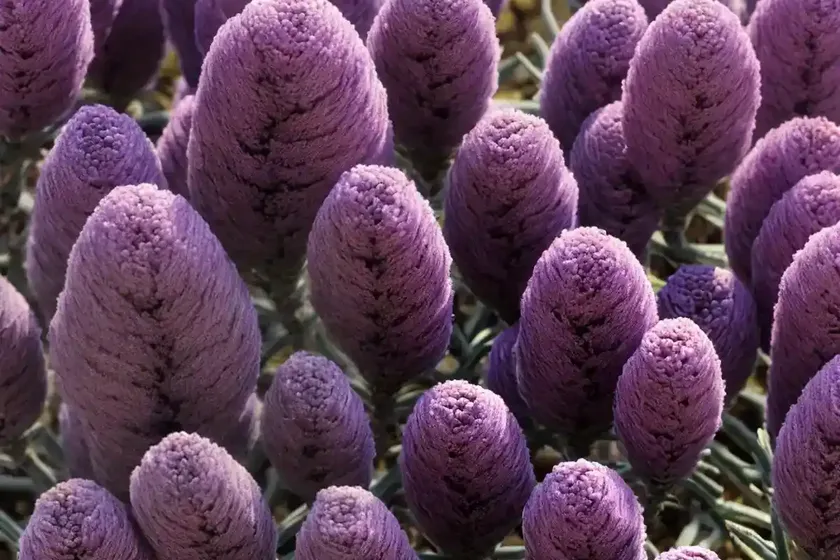 Calluna vulgaris ‘firefly’ (heather) — photo 3