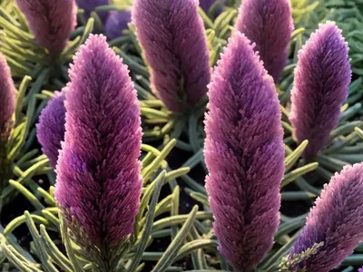 Calluna Vulgaris ‘Firefly’ (Heather)