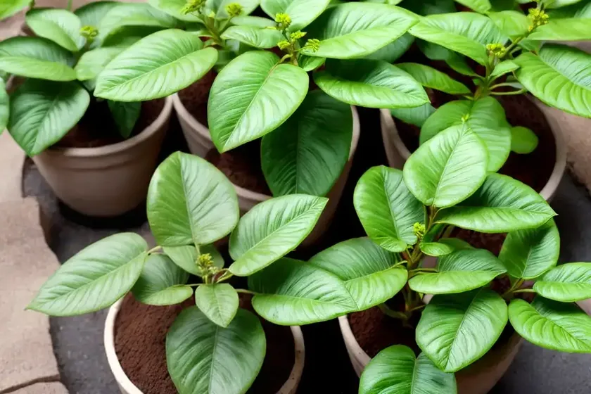 Calocephalus brownii (leucophyta brownii)