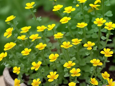 Calvary Clover, Calvary Medic (Medicago Intertexta)