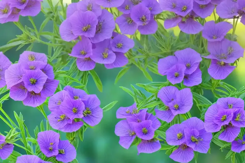 Calylophus lavandulifolius (lavendar-leaf sundrops) — photo 2
