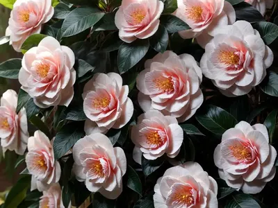 Camellia X Williamsii ‘Elegant Beauty’)