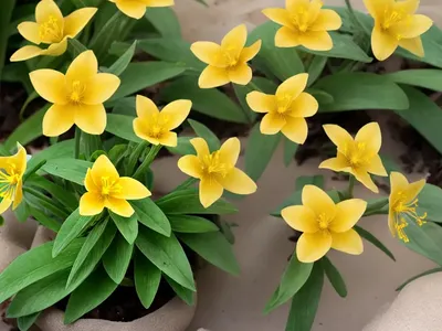 Camissoniopsis Cheiranthifolia (Beach Primrose)