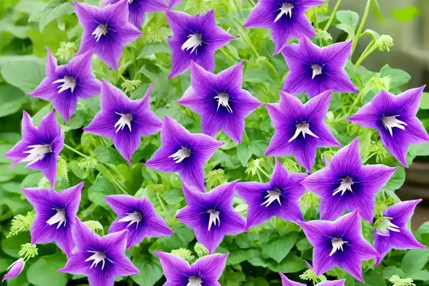 Campanula ‘birch hybrid’ (bellflower) — photo 2