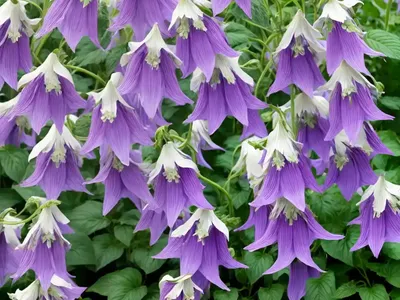 Campanula ‘Birch Hybrid’ (Bellflower)