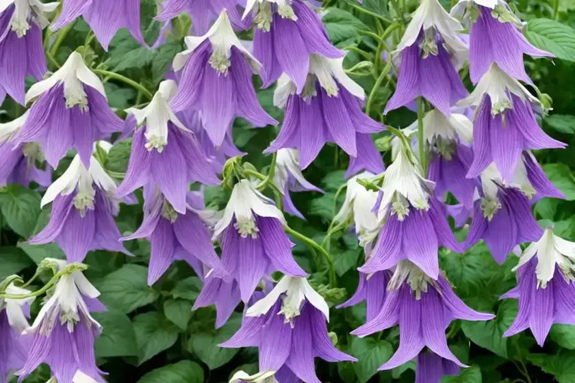 Campanula ‘birch hybrid’ (bellflower)