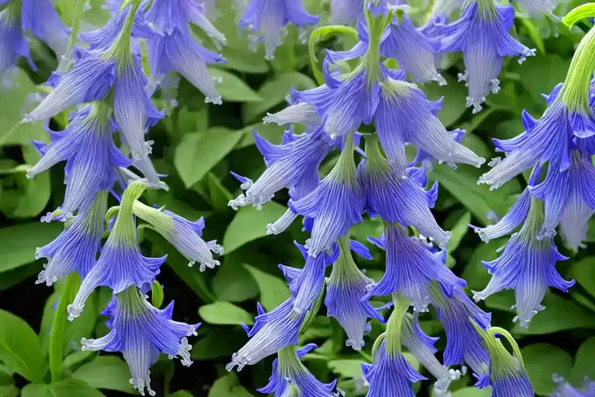 Campanula carpatica ‘deep blue clips’ (carpathian bellflower) — photo 2