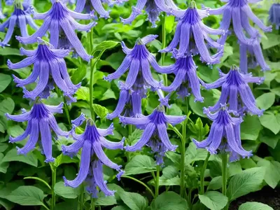 Campanula Carpatica ‘Deep Blue Clips’ (Carpathian Bellflower)