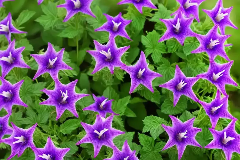 Campanula carpatica var. turbinata ‘foerster’ (carpathian bellflower) — photo 2